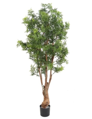 ARALIA MING NITIDA TN...