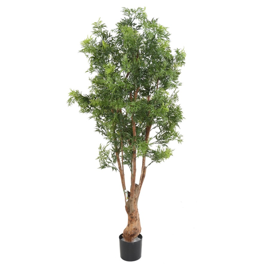 ARALIA MING NITIDA TN RESISTENTE A LOS RAYOS UV