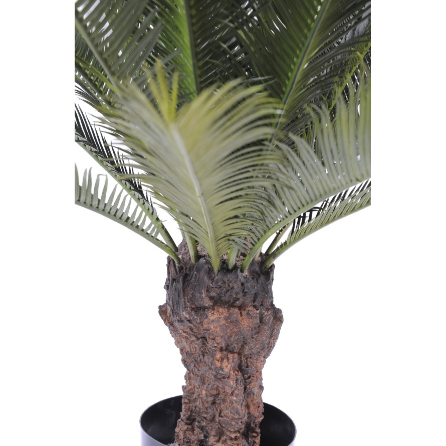 CYCAS TRUNK