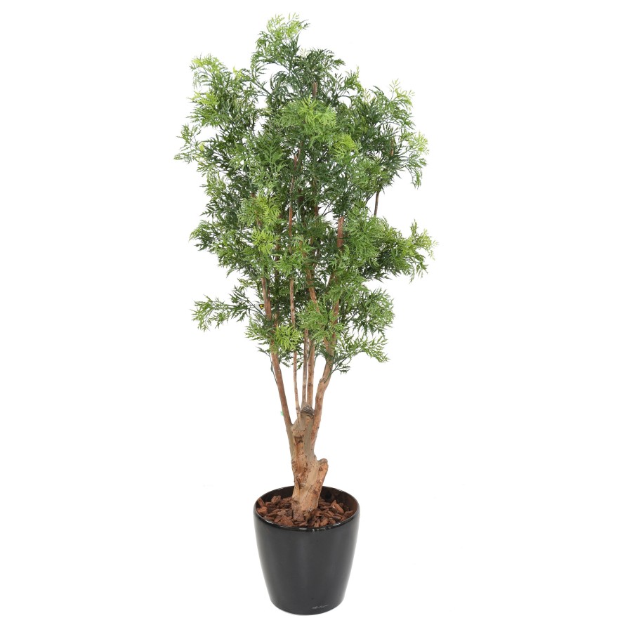 ARALIA MING NITIDA TN RESISTENTE A LOS RAYOS UV