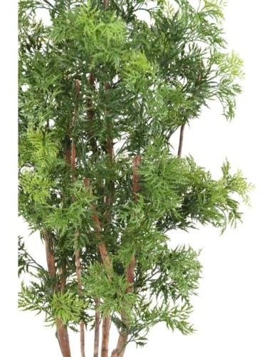 ARALIA MING NITIDA TN RESISTENTE A LOS RAYOS UV