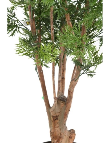 ARALIA MING NITIDA TN RESISTENTE A LOS RAYOS UV