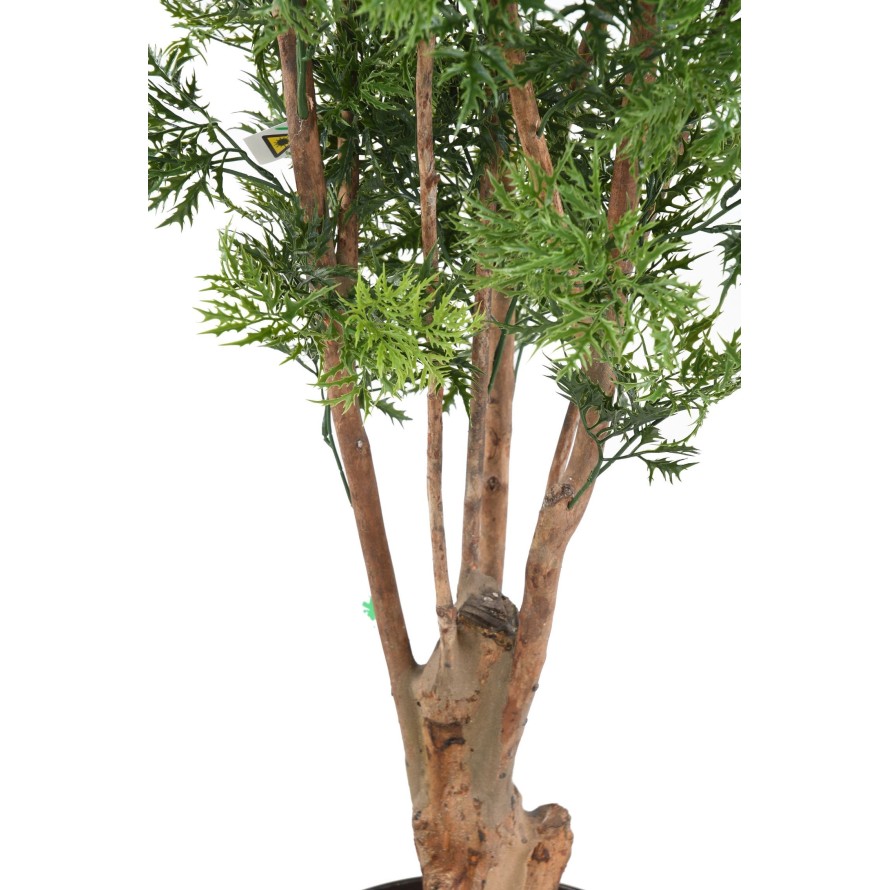 ARALIA MING NITIDA TN RESISTENTE A LOS RAYOS UV