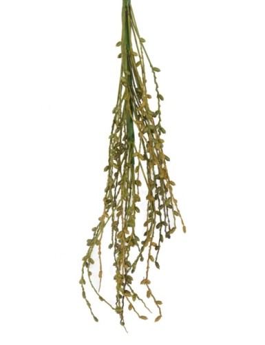 PALMERA PHOENIX FRUITOS