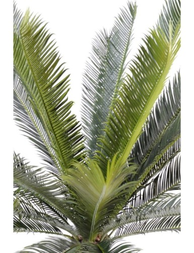 CYCAS STAMM