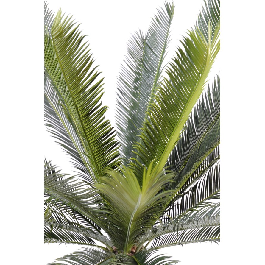 CYCAS TRUNK