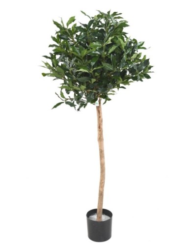 LORBEER LUSITANICA STAMM