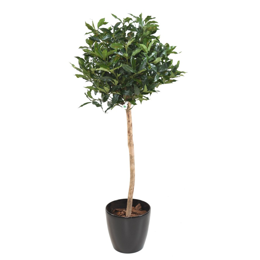 LORBEER LUSITANICA STAMM