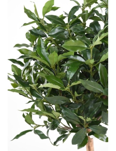 LAUREL LUSITANICA TALLO