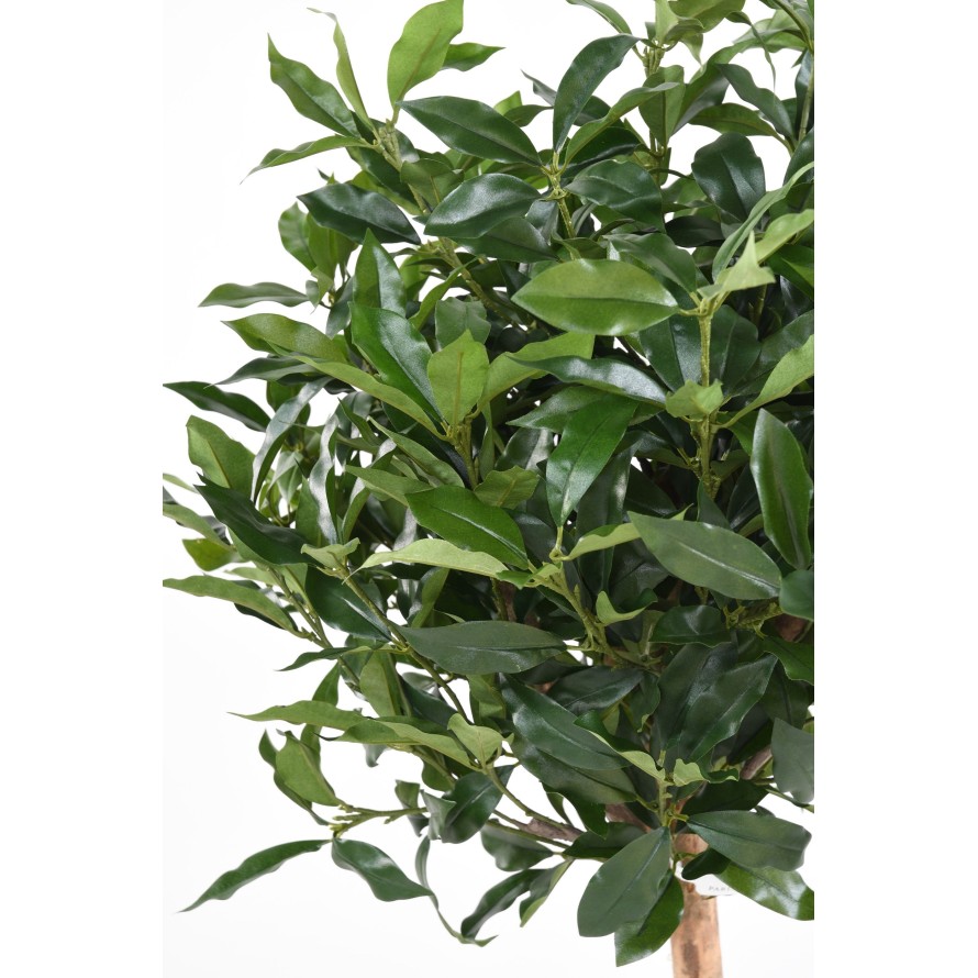 LAUREL LUSITANICA TALLO