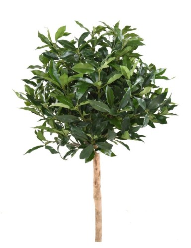 LAUREL LUSITANICA TALLO