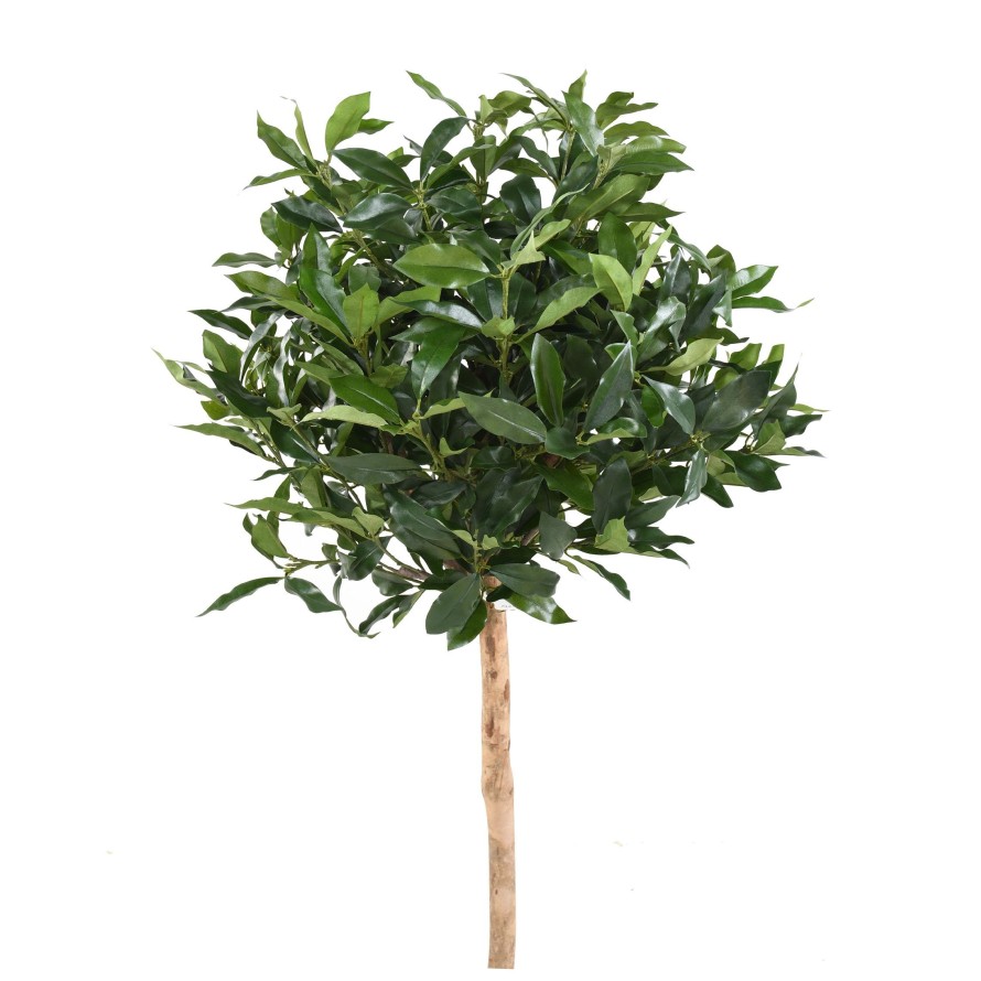 LORBEER LUSITANICA STAMM