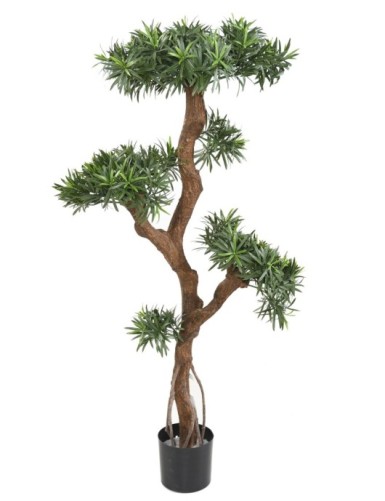 PODOCARPUS EN FORMA DE NUBE...