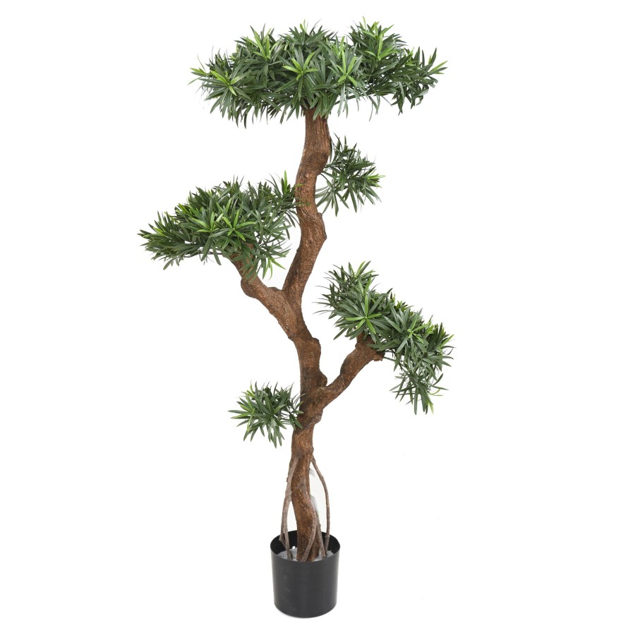 PODOCARPUS EN FORMA DE NUBE RESISTENTE A LOS RAYOS UV