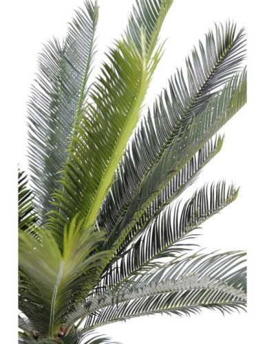 CYCAS STAMM