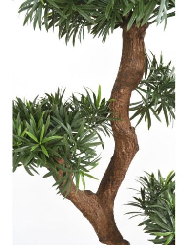 PODOCARPUS WOLKE UV