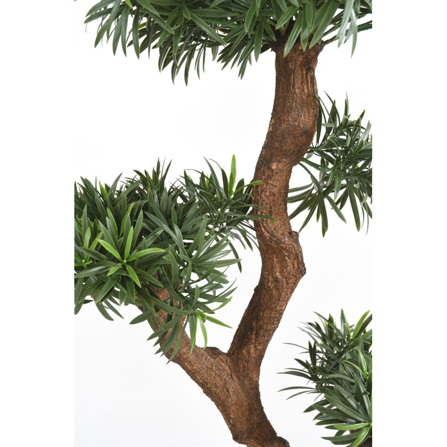 PODOCARPUS EN FORMA DE NUBE RESISTENTE A LOS RAYOS UV