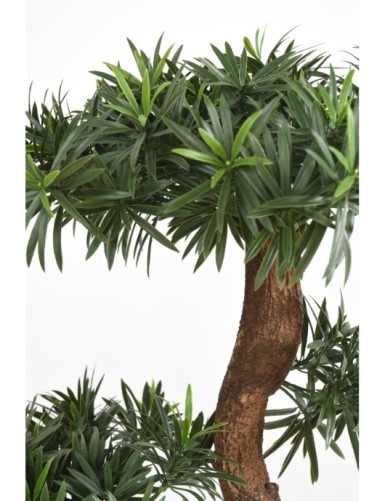 PODOCARPUS WOLKE UV