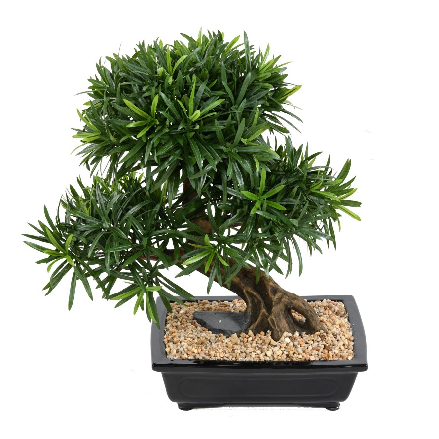 BONSAI PODOCARPUS IN SCHALE