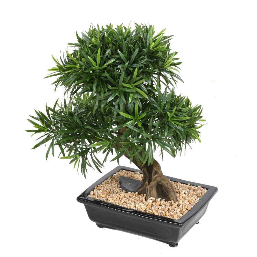 BONSÁI PODOCARPUS EN MACETA
