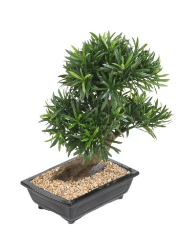 BONSÁI PODOCARPUS EN MACETA