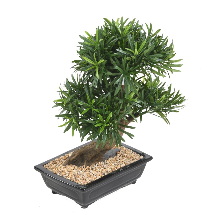 BONSAI PODOCARPUS IN SCHALE