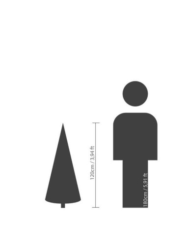 TANNE GRANDIS (Weihnachtsbaum)