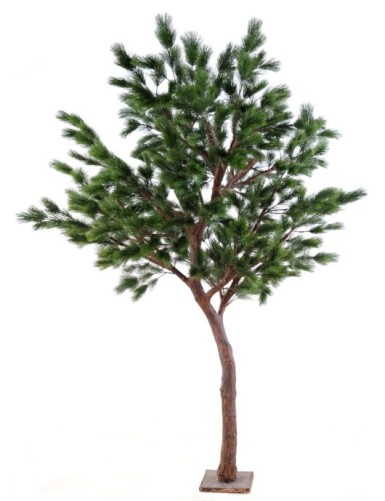 PINO Austriaco LARGE