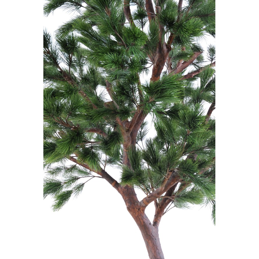 PINO Austriaco LARGE