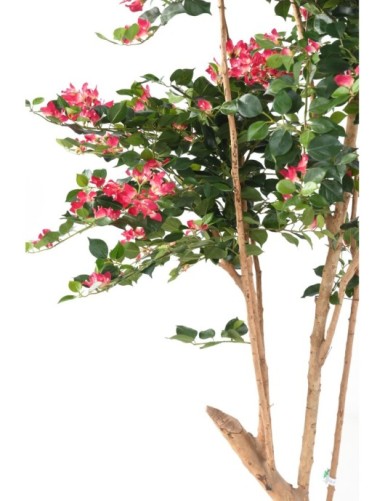 BOUGAINVILLEA (Drillingsblume) ROOT