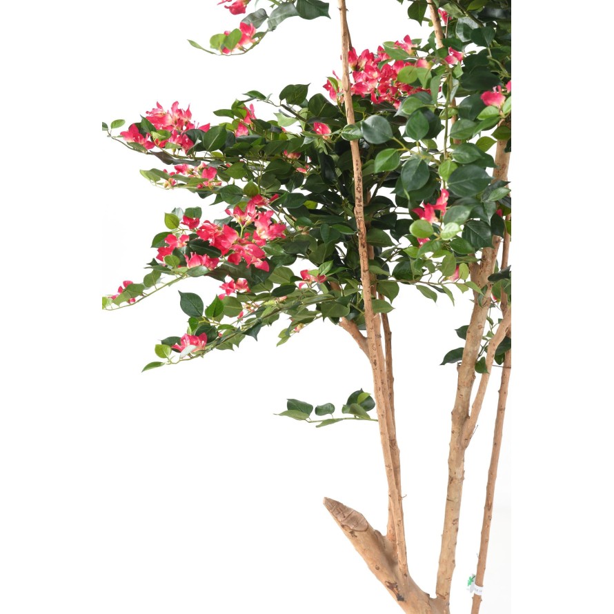 BOUGAINVILLEA (Drillingsblume) ROOT