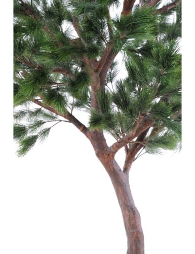 PINO Austriaco LARGE