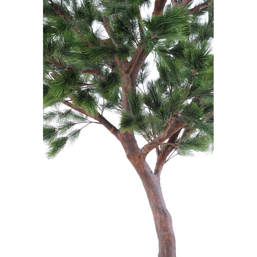 PINO Austriaco LARGE