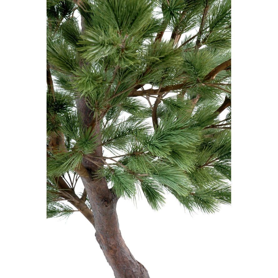 PINO Austriaco LARGE