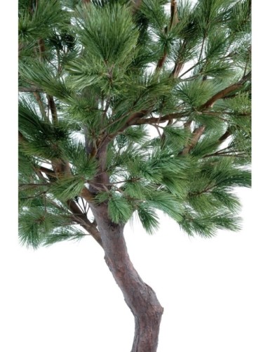 PINO Austriaco LARGE