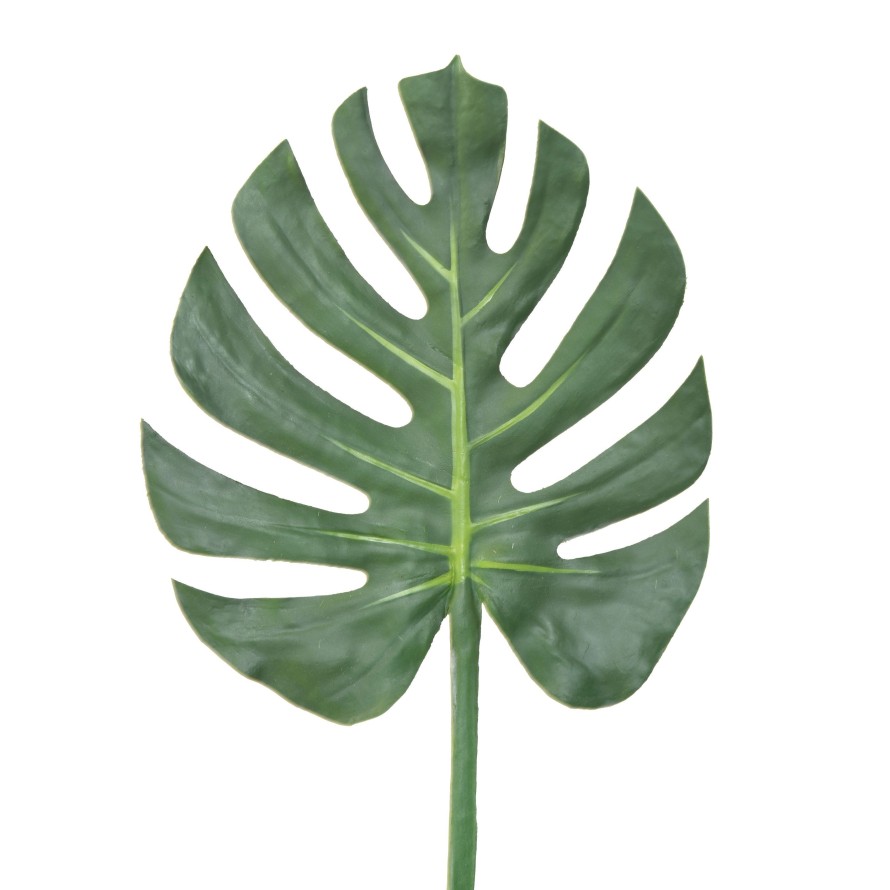 PHILODENDRON MONSTERA STAMM 73