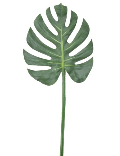 PHILODENDRON MONSTERA STAMM 73