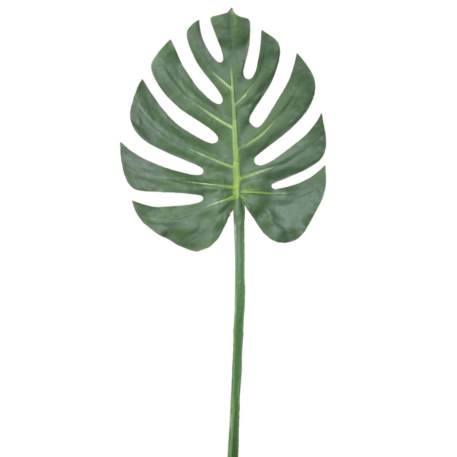 PHILODENDRON MONSTERA TALLO 73