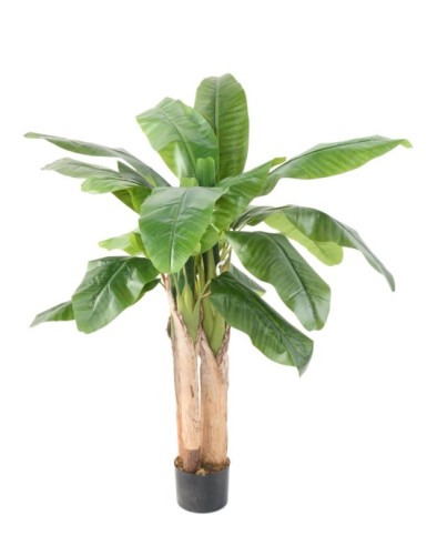 BANANENBAUM DREI STÄMME