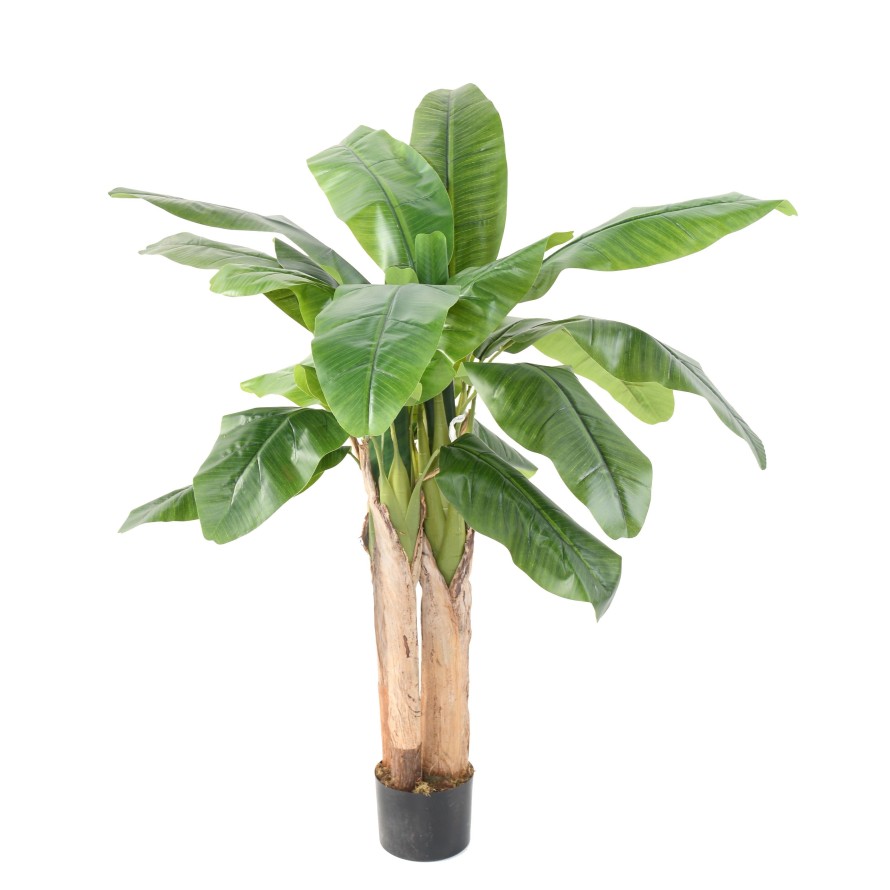 BANANENBAUM DREI STÄMME