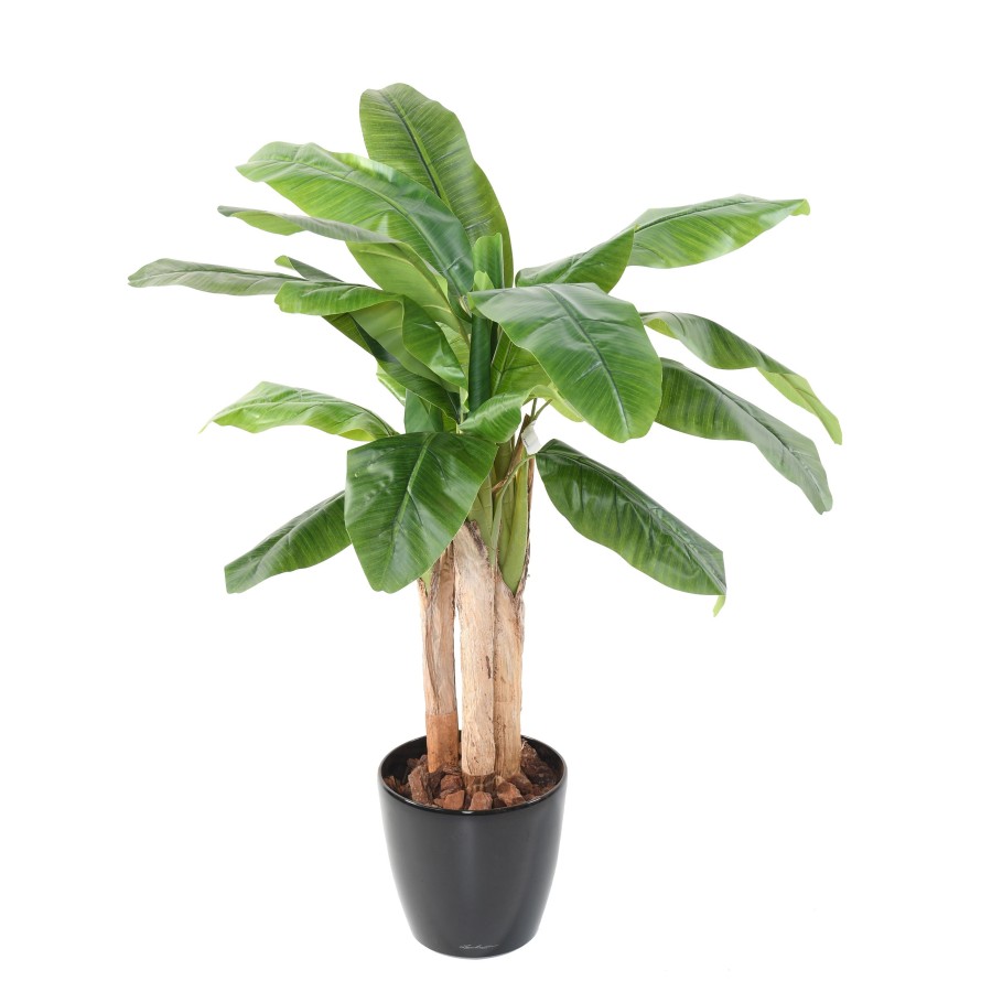 BANANENBAUM DREI STÄMME