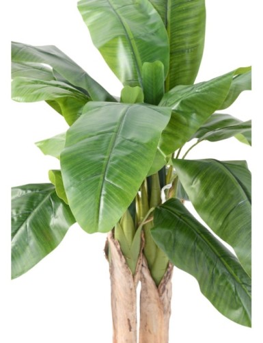 BANANA TREE THREE TRUNKS