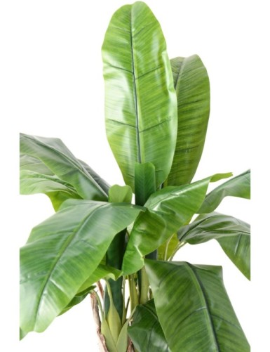 BANANA TREE THREE TRUNKS