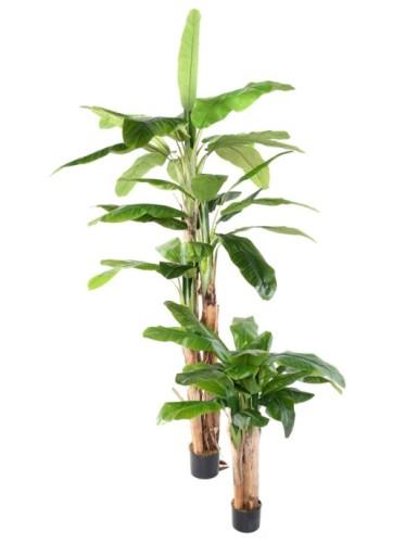 BANANENBAUM DREI STÄMME