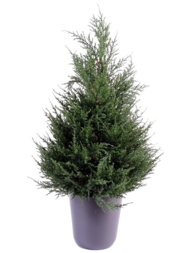 ZYPRESSE (Juniperus)