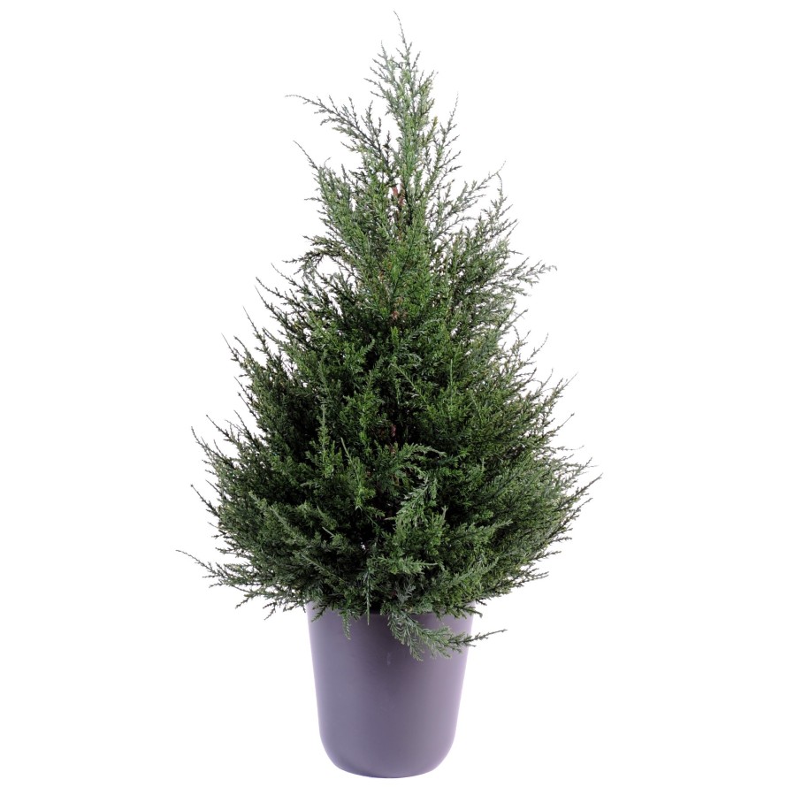 CIPRÉS (juniperus)
