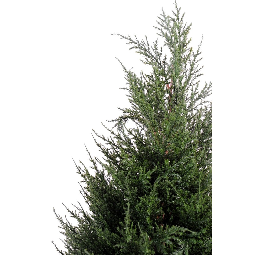 ZYPRESSE (Juniperus)