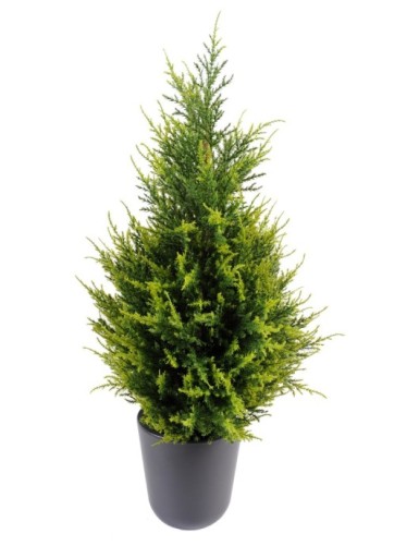 CIPRÉS (juniperus vj)