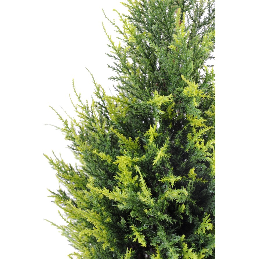 CIPRÉS (juniperus vj)