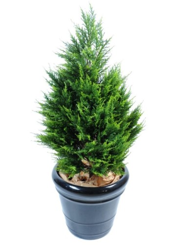 CIPRÉS (juniperus vj)